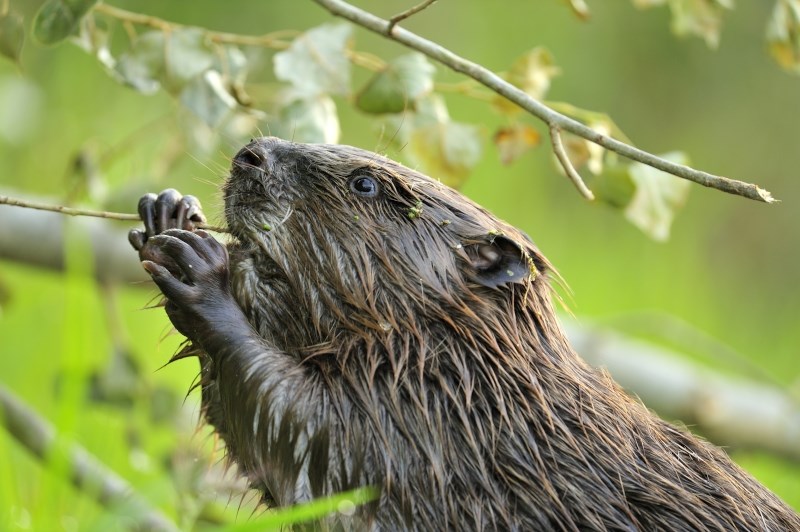 Beaver (photo Yves Adams - Vildaphoto)