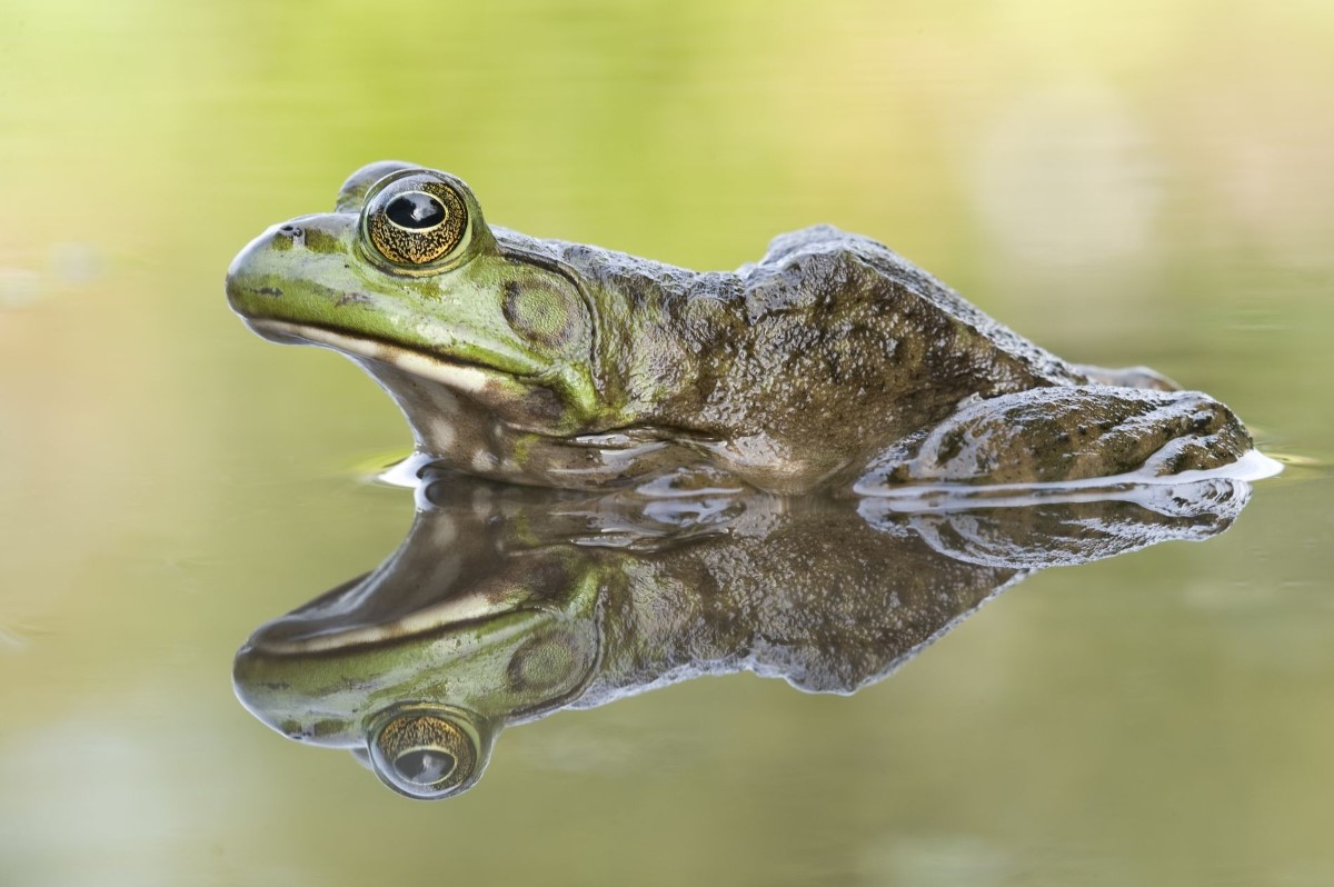 Bullfrog (photo Rollin Verlinde - Inverde)