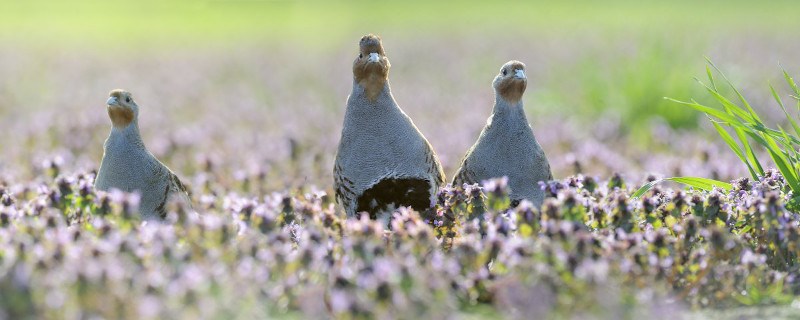 Partridges (photo Rollin Verlinde - Vildaphoto)